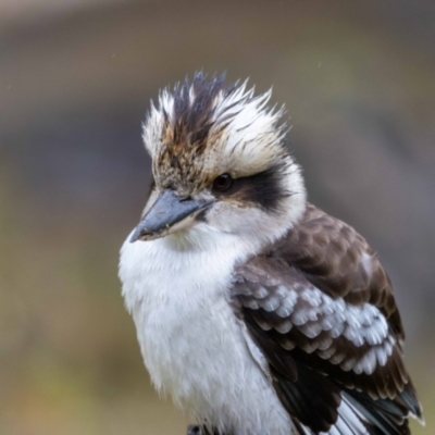 Dacelo novaeguineae (Laughing Kookaburra) at Paddys River, ACT - 21 Jul 2022 by MarkT