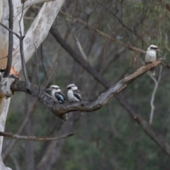 Dacelo novaeguineae at Paddys River, ACT - 21 Jul 2022