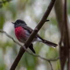 Petroica rosea (Rose Robin) at Paddys River, ACT - 11 Oct 2022 by SWishart