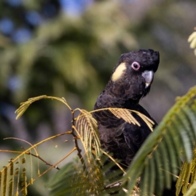 Zanda funerea (Yellow-tailed Black-Cockatoo) at Jerrabomberra, NSW - 27 May 2022 by MarkT