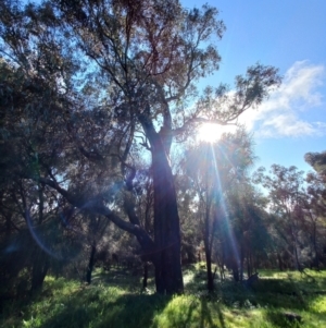 Callocephalon fimbriatum at Lyons, ACT - suppressed