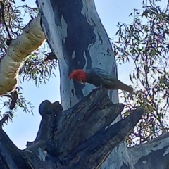 Callocephalon fimbriatum at Lyons, ACT - suppressed