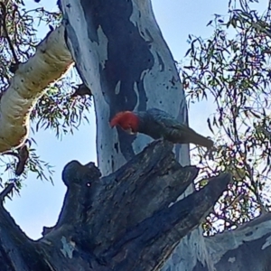 Callocephalon fimbriatum at Lyons, ACT - suppressed