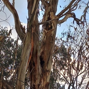 Callocephalon fimbriatum at Lyons, ACT - suppressed