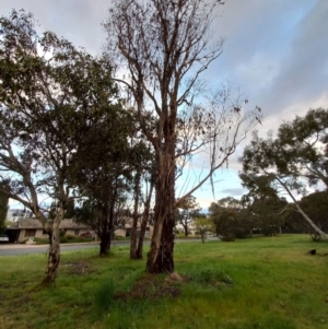 Callocephalon fimbriatum at Lyons, ACT - suppressed