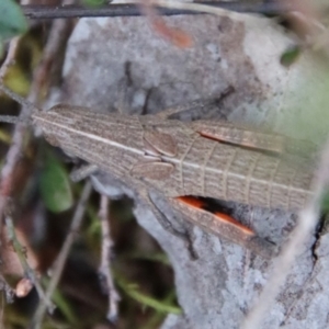 Goniaea sp. (genus) at Hughes, ACT - 11 Oct 2022 06:13 PM