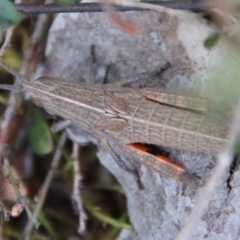 Unidentified Grasshopper, Cricket or Katydid (Orthoptera) (TBC) at Hughes, ACT - 11 Oct 2022 by LisaH