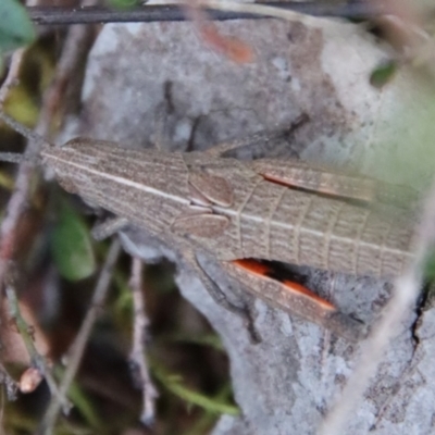 Goniaea sp. (genus) (A gumleaf grasshopper) at Hughes Grassy Woodland - 11 Oct 2022 by LisaH