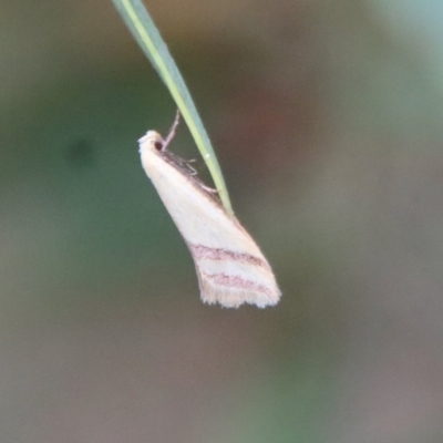 Coeranica isabella (A Concealer moth) at Hughes Grassy Woodland - 11 Oct 2022 by LisaH