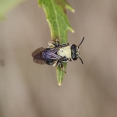 Lipotriches sp. (genus) (Halictid bee) at Mongarlowe River - 12 Oct 2022 by LisaH