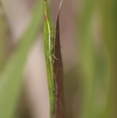 Psednura pedestris (Psednura grasshopper) at Mongarlowe, NSW - 12 Oct 2022 by LisaH