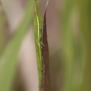 Psednura pedestris at Mongarlowe, NSW - 12 Oct 2022