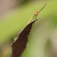 Psednura pedestris at Mongarlowe, NSW - 12 Oct 2022