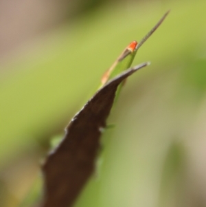 Psednura pedestris at Mongarlowe, NSW - 12 Oct 2022