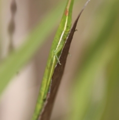 Psednura pedestris at Mongarlowe, NSW - 12 Oct 2022