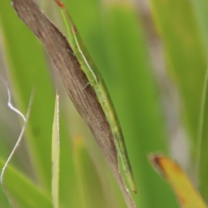 Psednura pedestris at Mongarlowe, NSW - 12 Oct 2022