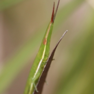 Psednura pedestris at Mongarlowe, NSW - 12 Oct 2022