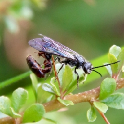 Tiphiidae (family) (Unidentified Smooth flower wasp) at Mongarlowe, NSW - 12 Oct 2022 by LisaH