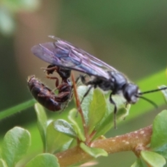 Tiphiidae (family) at Mongarlowe, NSW - 12 Oct 2022