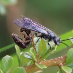 Tiphiidae (family) at Mongarlowe, NSW - 12 Oct 2022