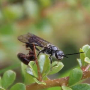 Tiphiidae (family) at Mongarlowe, NSW - 12 Oct 2022