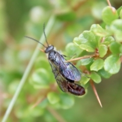 Tiphiidae (family) at Mongarlowe, NSW - suppressed