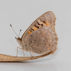 Junonia villida at Jerrabomberra, NSW - suppressed