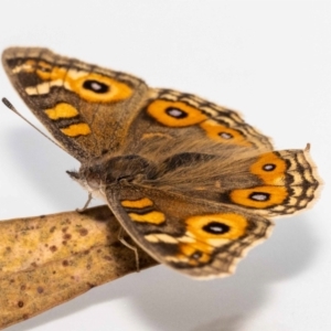 Junonia villida at Jerrabomberra, NSW - suppressed