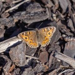 Junonia villida at Jerrabomberra, NSW - suppressed