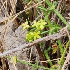 Galium gaudichaudii subsp. gaudichaudii (Rough Bedstraw) at Wanniassa Hill - 12 Oct 2022 by Mike