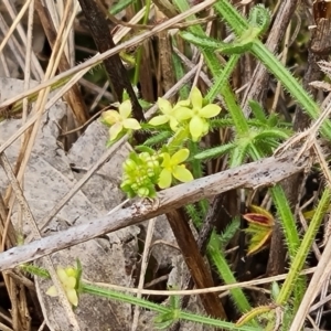 Galium gaudichaudii subsp. gaudichaudii at Fadden, ACT - 12 Oct 2022 04:43 PM