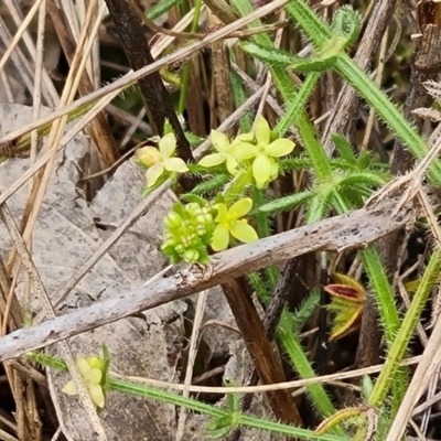 Galium gaudichaudii subsp. gaudichaudii (Rough Bedstraw) at Fadden, ACT - 12 Oct 2022 by Mike