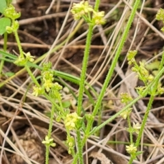 Galium gaudichaudii subsp. gaudichaudii at Fadden, ACT - 12 Oct 2022 04:43 PM