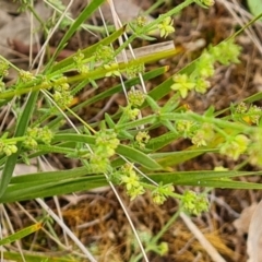 Galium gaudichaudii subsp. gaudichaudii at Fadden, ACT - 12 Oct 2022 04:43 PM