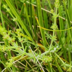 Galium gaudichaudii subsp. gaudichaudii at Fadden, ACT - 12 Oct 2022 04:43 PM