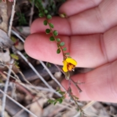 Bossiaea buxifolia (Matted Bossiaea) at QPRC LGA - 12 Oct 2022 by clarehoneydove