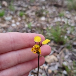 Diuris pardina at Bungendore, NSW - suppressed