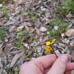 Diuris pardina at Bungendore, NSW - suppressed