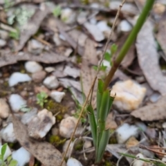 Diuris pardina at Bungendore, NSW - suppressed