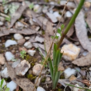 Diuris pardina at Bungendore, NSW - suppressed