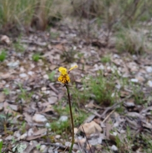 Diuris pardina at Bungendore, NSW - suppressed