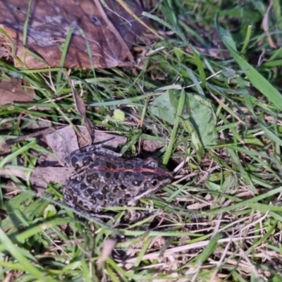 Limnodynastes tasmaniensis (Spotted Grass Frog) at QPRC LGA - 12 Oct 2022 by clarehoneydove