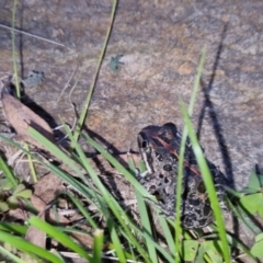 Limnodynastes tasmaniensis at Bungendore, NSW - 12 Oct 2022 06:45 PM