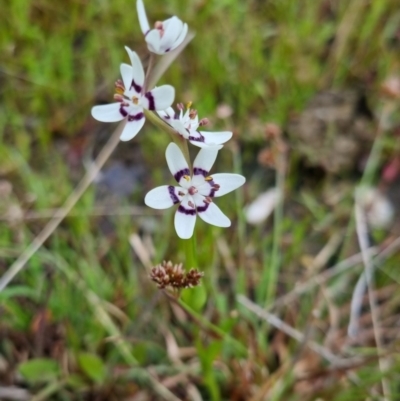 Wurmbea dioica subsp. dioica (Early Nancy) at QPRC LGA - 12 Oct 2022 by clarehoneydove