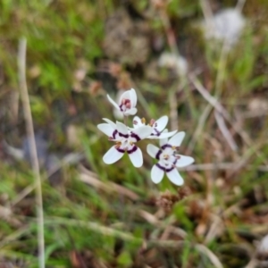 Wurmbea dioica subsp. dioica at Bungendore, NSW - 12 Oct 2022