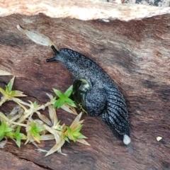 Helicarion cuvieri (A Semi-slug) at Cotter River, ACT - 12 Oct 2022 by sangio7