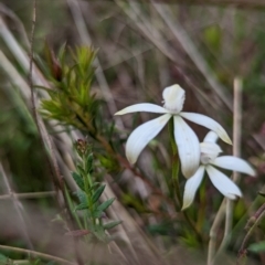 Caladenia ustulata (Brown Caps) at Lake George, NSW - 12 Oct 2022 by MPennay