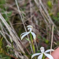 Caladenia ustulata at Lake George, NSW - 12 Oct 2022