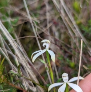 Caladenia ustulata at Lake George, NSW - 12 Oct 2022