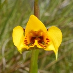 Diuris nigromontana (Black Mountain Leopard Orchid) at ANBG South Annex - 9 Oct 2022 by RobG1